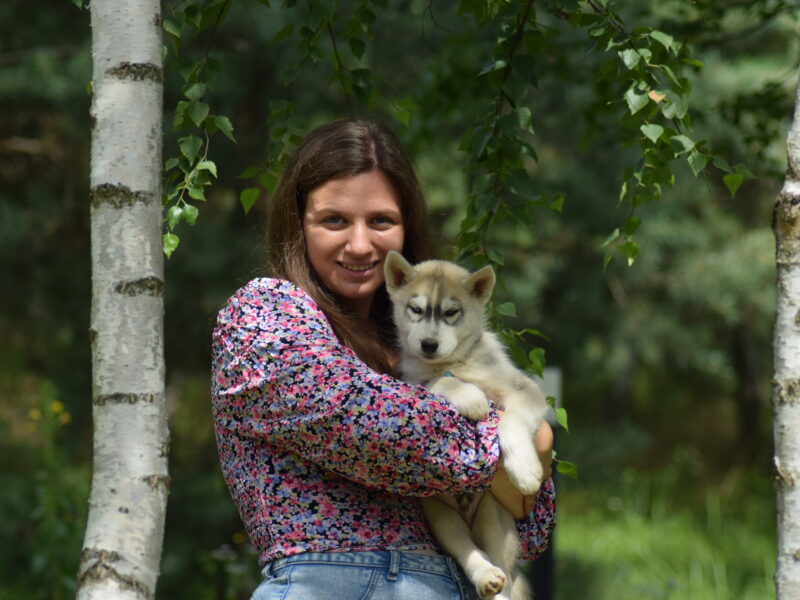 Siberian Husky piesek z heterochromią ZKwP/FCI