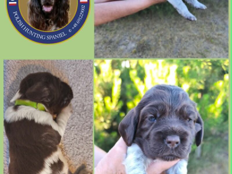 Psy Artemidy FCI - Polski Spaniel Myśliwski- dostępne szczenięta