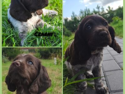 Psy Artemidy FCI - Polski Spaniel Myśliwski- dostępne szczenięta