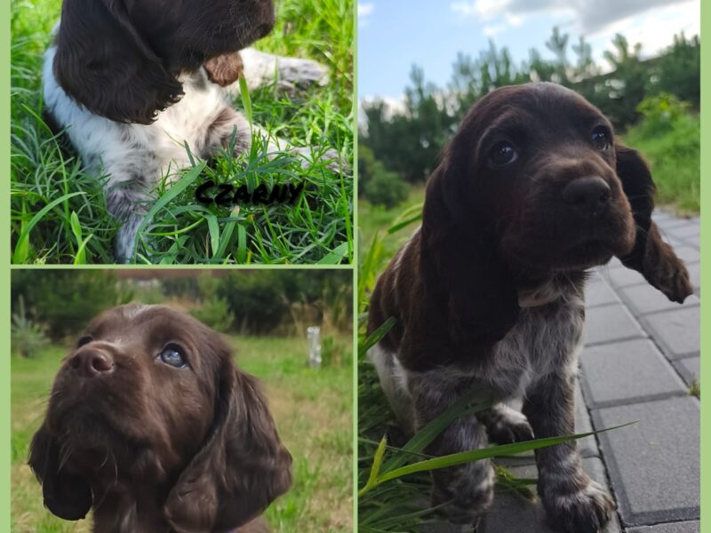 Psy Artemidy FCI - Polski Spaniel Myśliwski- dostępne szczenięta