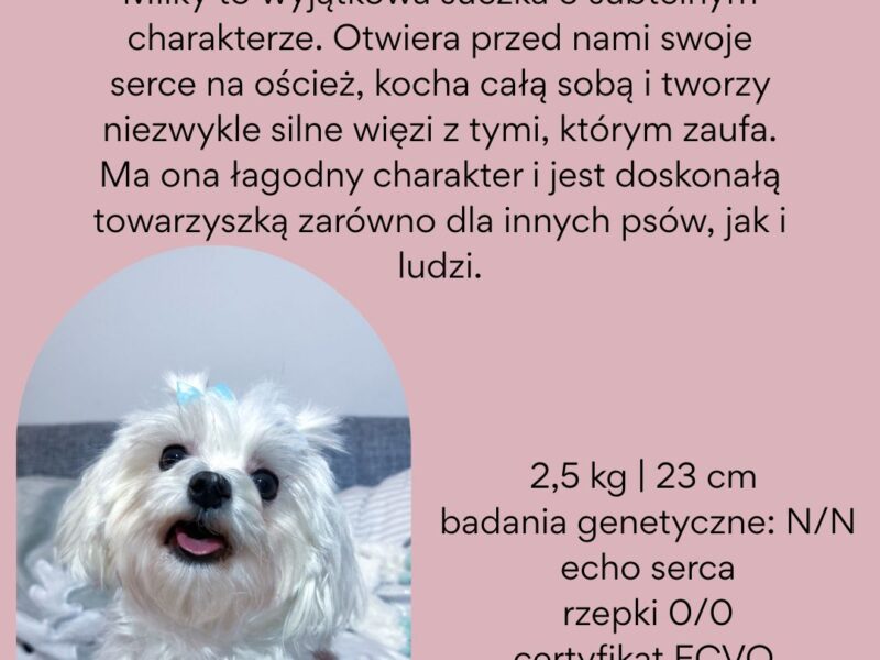 Maltańczyk korea ZKwP/FCI