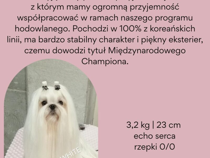 Maltańczyk korea ZKwP/FCI