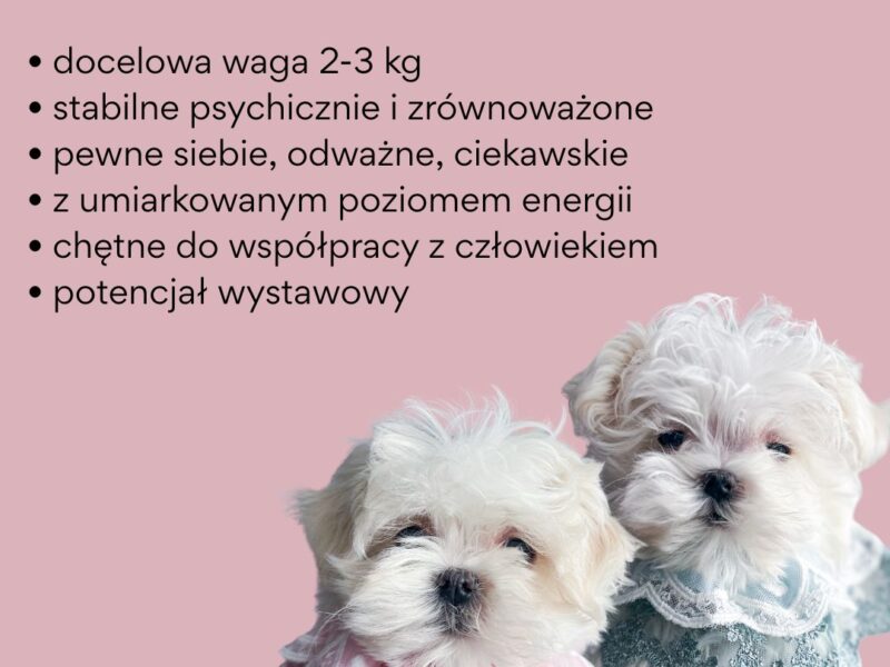 Maltańczyk korea ZKwP/FCI