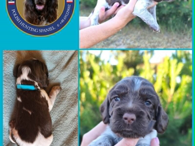 Psy Artemidy FCI - Polski Spaniel Myśliwski- dostępne szczenięta