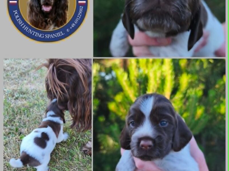 Psy Artemidy FCI - Polski Spaniel Myśliwski- dostępne szczenięta