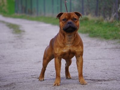 Sprawdzony reproduktor Staffordshire Bull Terrier