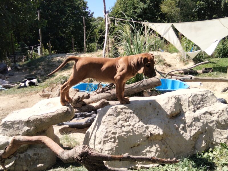 Spirit of Africa - miot 2026 - Szczenięta Rhodesian Ridgeback FCI - Uma Afrika Lebe FCI