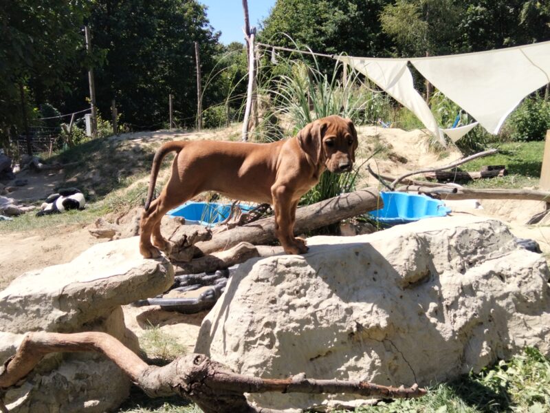 Spirit of Africa - miot 2026 - Szczenięta Rhodesian Ridgeback FCI - Uma Afrika Lebe FCI