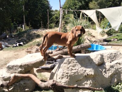 Spirit of Africa - miot 2026 - Szczenięta Rhodesian Ridgeback FCI - Uma Afrika Lebe FCI