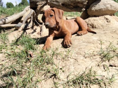 Spirit of Africa - miot 2026 - Szczenięta Rhodesian Ridgeback FCI - Uma Afrika Lebe FCI