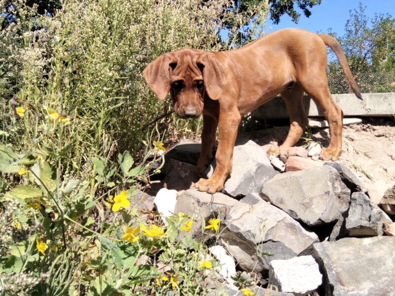 Spirit of Africa - miot 2026 - Szczenięta Rhodesian Ridgeback FCI - Uma Afrika Lebe FCI