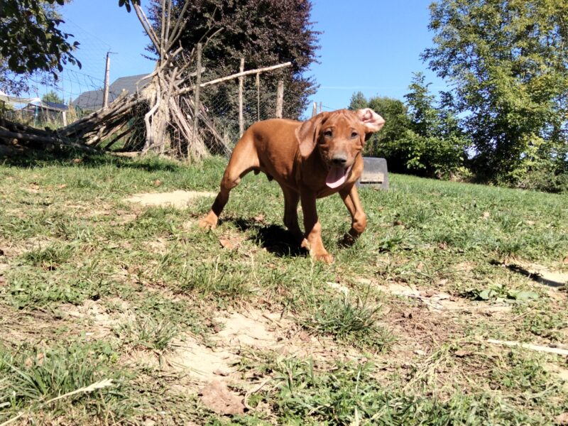 Spirit of Africa - miot 2026 - Szczenięta Rhodesian Ridgeback FCI - Uma Afrika Lebe FCI