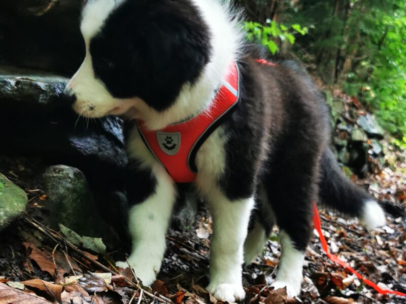 Border Collie ZKwP - Rodowód FCI - Gotowy do zmiany domku - zaszczepiony 3x