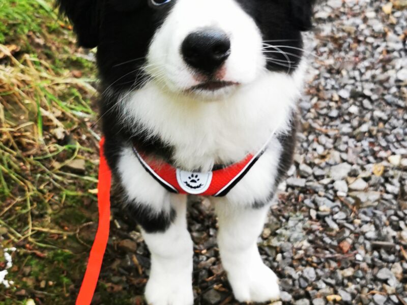 Border Collie ZKwP - Rodowód FCI - Gotowy do zmiany domku - zaszczepiony 3x