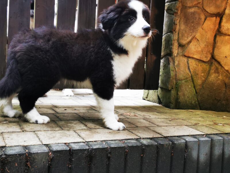 Border Collie ZKwP - Rodowód FCI - Gotowy do zmiany domku - zaszczepiony 3x