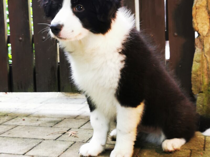 Border Collie ZKwP - Rodowód FCI - Gotowy do zmiany domku - zaszczepiony 3x