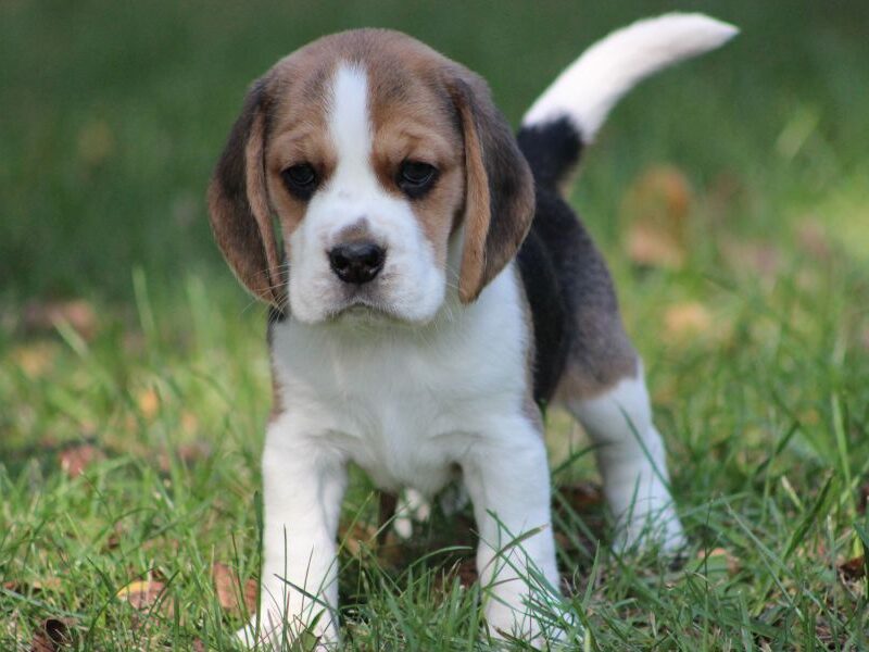 Beagle szczeniaczki ZKwP FCI po Championach