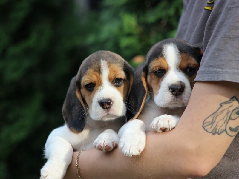 Beagle szczeniaczki ZKwP FCI po Championach