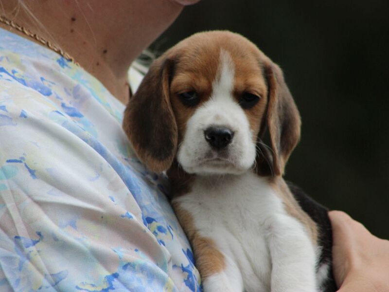 Beagle szczeniaczki ZKwP FCI po Championach