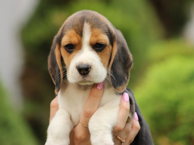 Beagle szczeniaczki ZKwP FCI po Championach