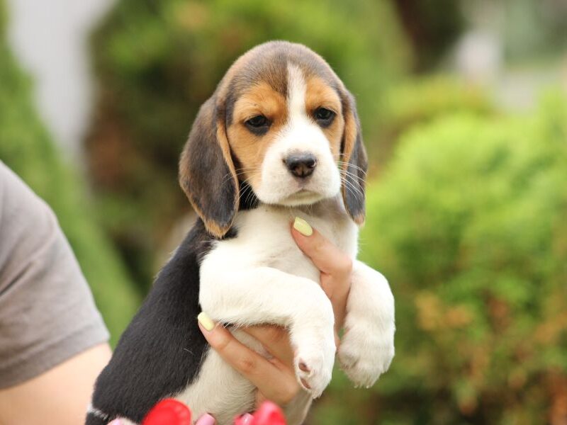 Beagle szczeniaczki ZKwP FCI po Championach