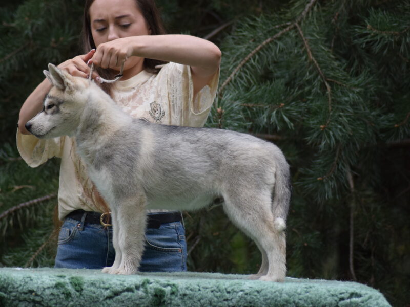 Siberian Husky piesek z heterochromią ZKwP/FCI