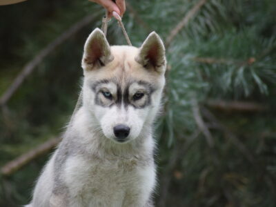 Siberian Husky piesek z heterochromią ZKwP/FCI