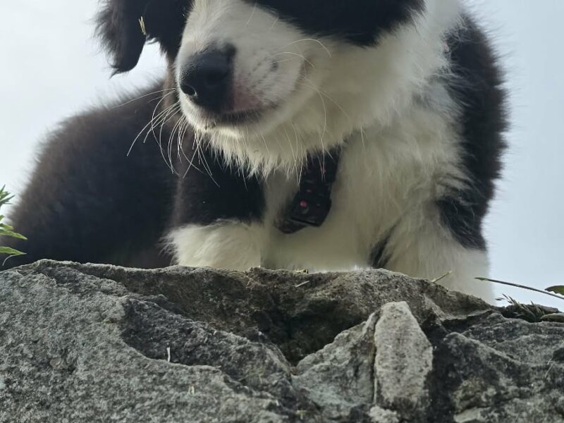 Border Collie ZKwP - Rodowód FCI - Gotowy do zmiany domku - zaszczepiony 3x