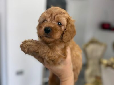 Goldendoodle Piękne Szczenięta