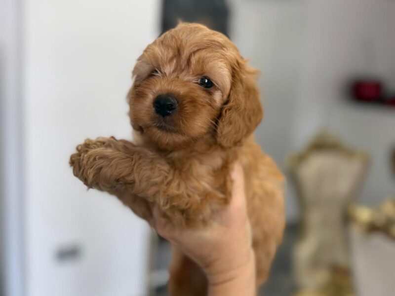 Goldendoodle Piękne Szczenięta