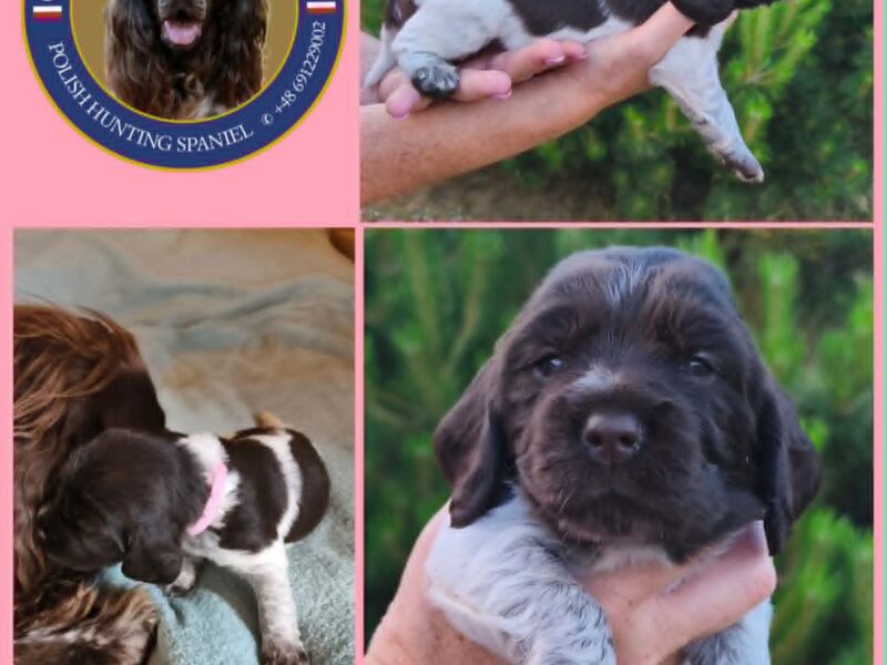Psy Artemidy FCI - Polski Spaniel Myśliwski- dostępne szczenięta