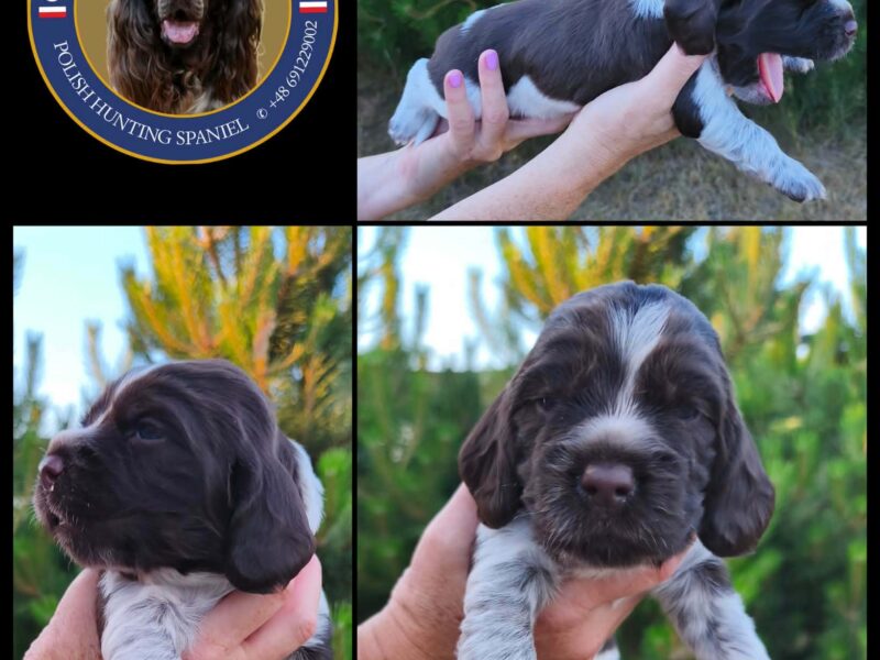 Psy Artemidy FCI - Polski Spaniel Myśliwski- dostępne szczenięta