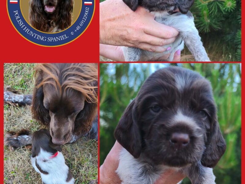 Psy Artemidy FCI - Polski Spaniel Myśliwski- dostępne szczenięta