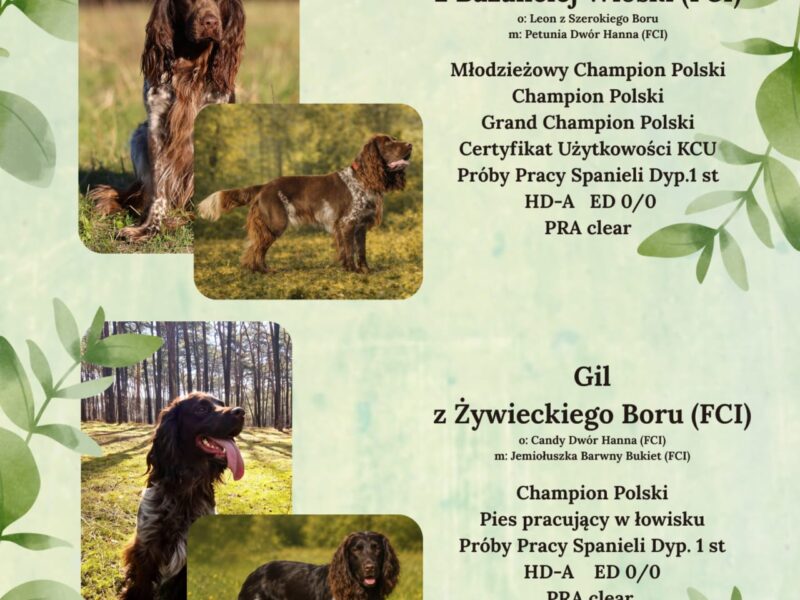 Psy Artemidy FCI - Polski Spaniel Myśliwski- dostępne szczenięta