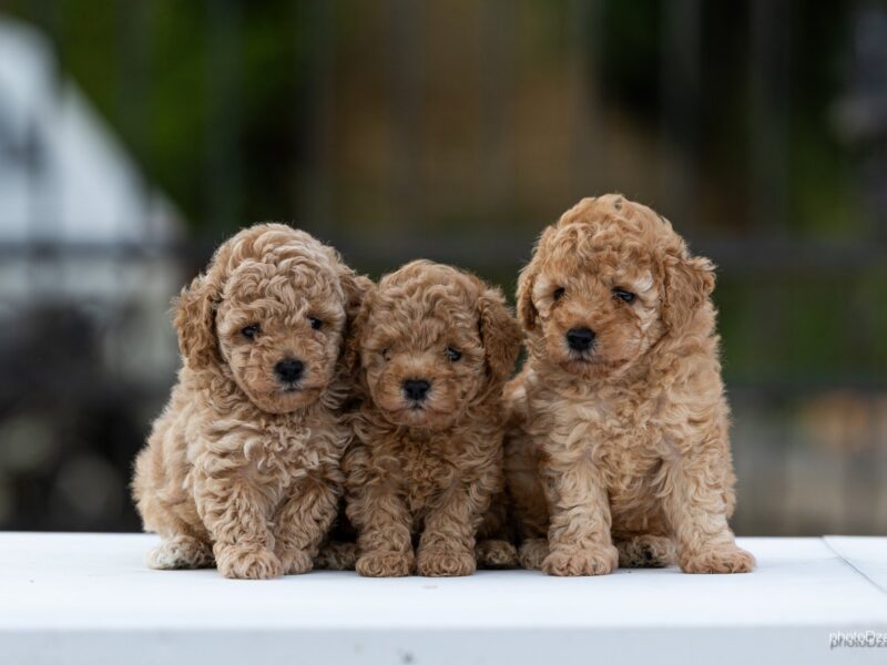 Toy Poodle – szczenięta