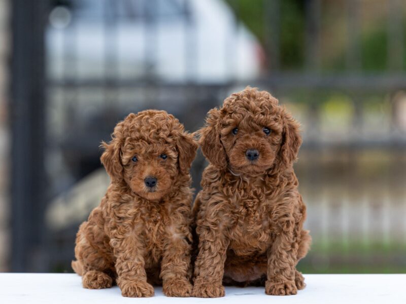 Toy Poodle – szczenięta