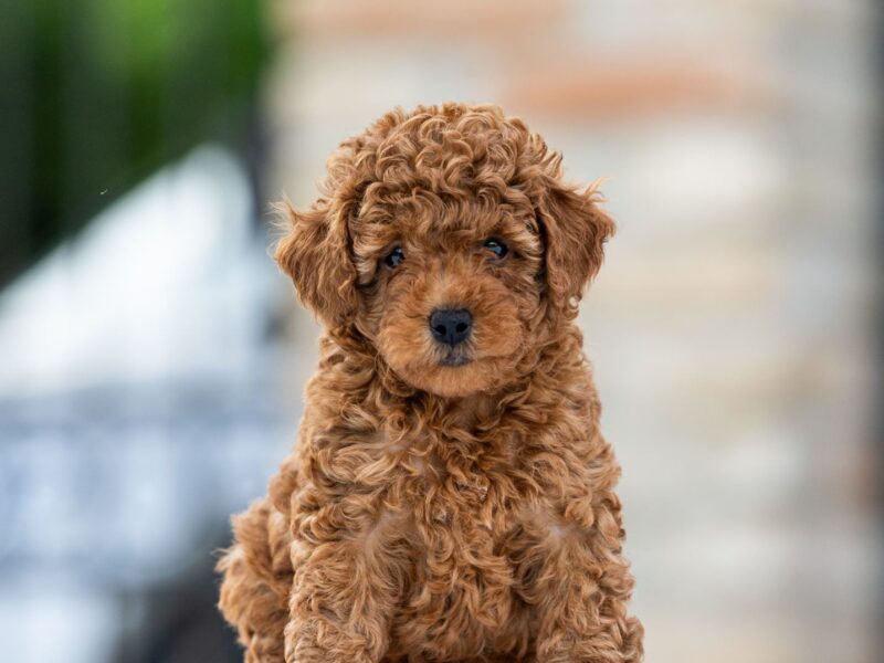 Toy Poodle – szczenięta