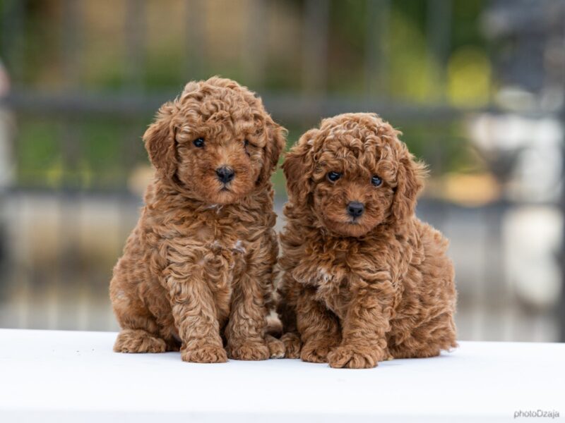 Toy Poodle – szczenięta