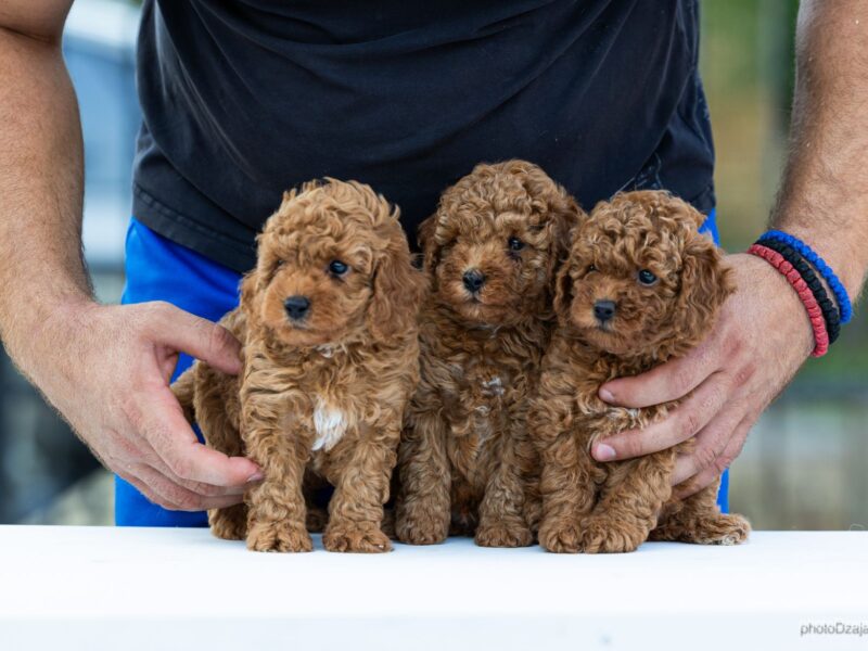 Toy Poodle – szczenięta