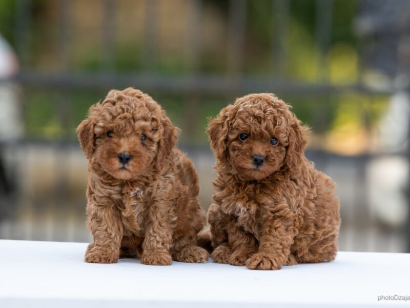 Toy Poodle – szczenięta