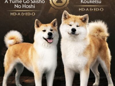 Akita Inu – Piękne szczenięta FCI