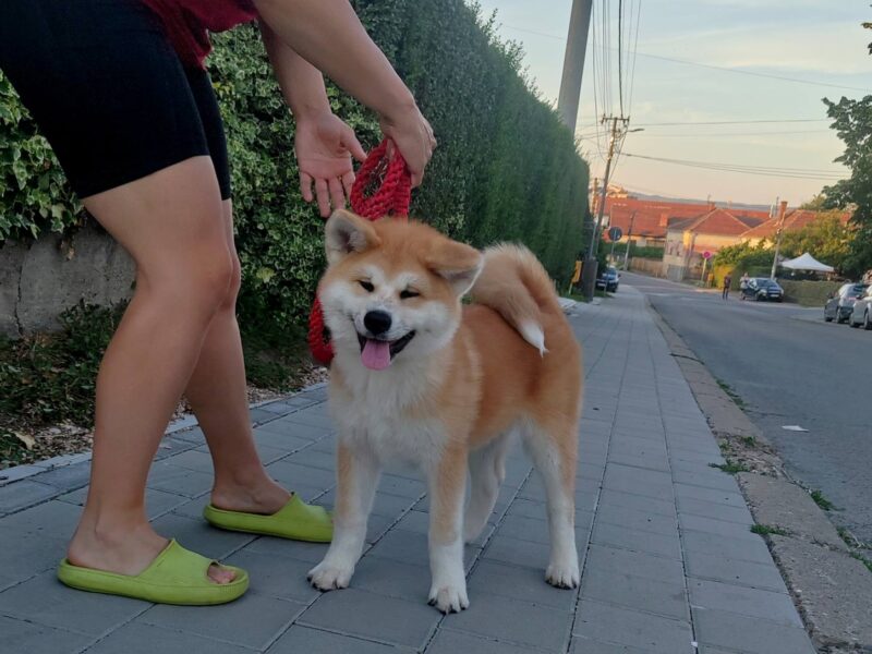 Akita Inu – Piękne szczenięta FCI