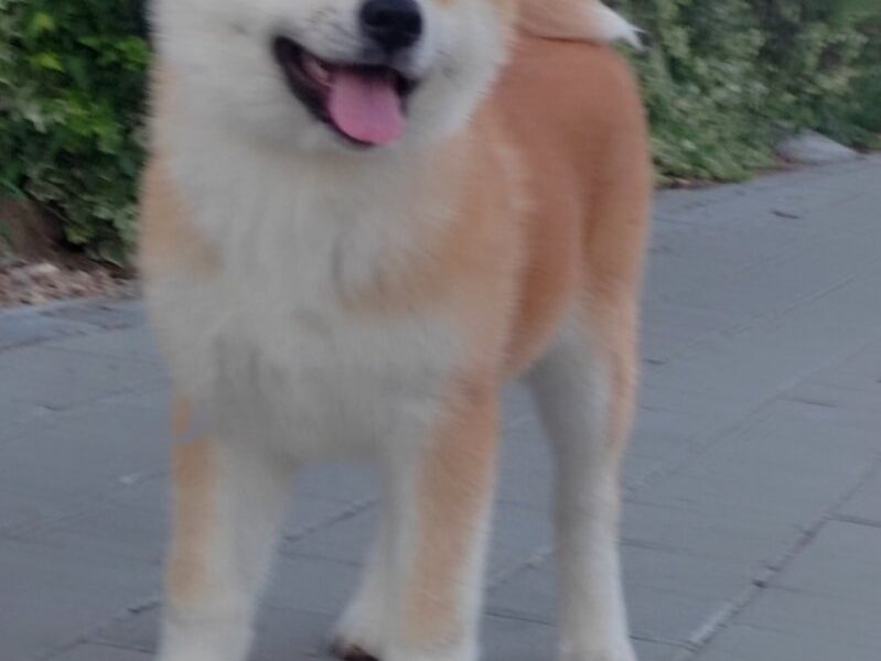 Akita Inu – Piękne szczenięta FCI