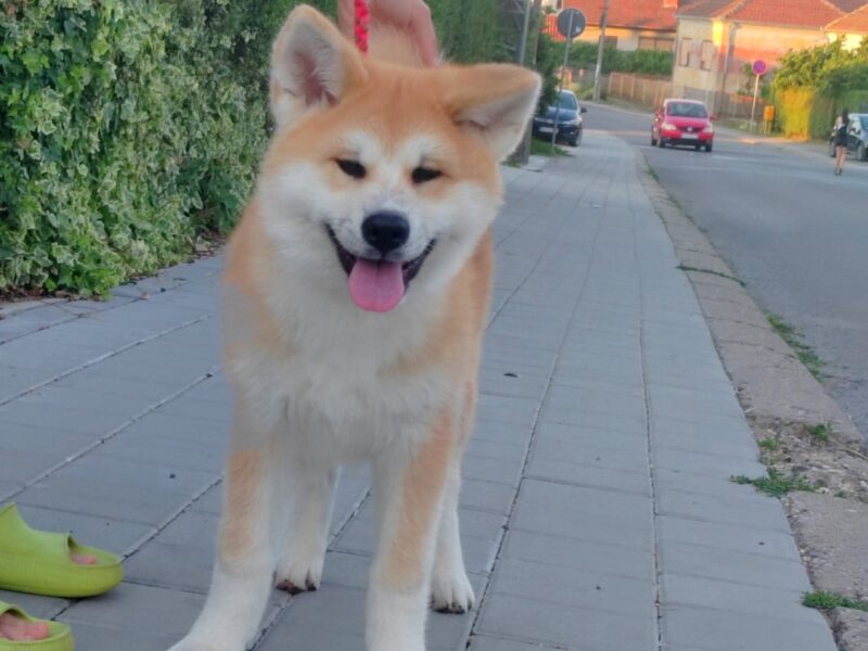 Akita Inu – Piękne szczenięta FCI
