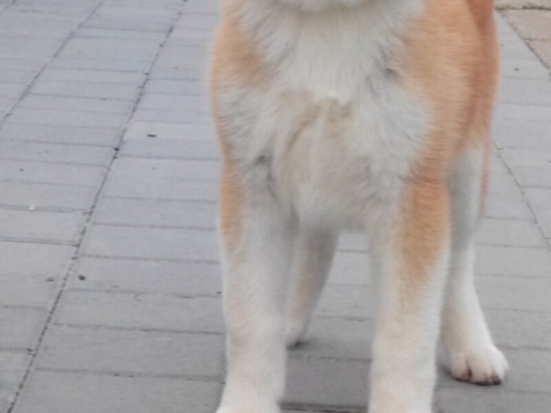 Akita Inu – Piękne szczenięta FCI
