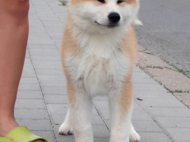 Akita Inu – Piękne szczenięta FCI