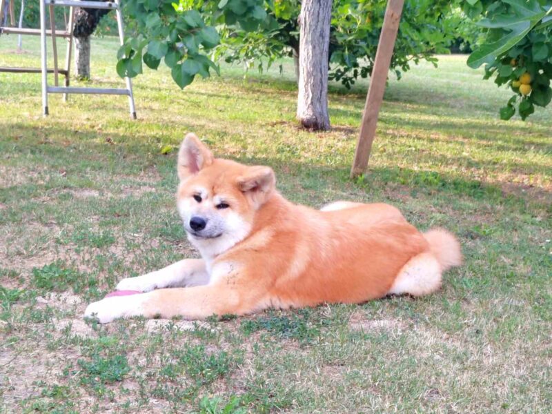 Akita Inu – Piękne szczenięta FCI