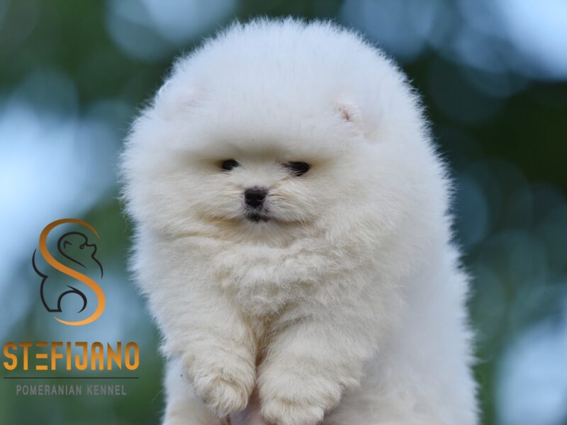 Pomeranian BOO – szczenięta typu miś