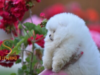Pomeranian BOO – szczenięta typu miś