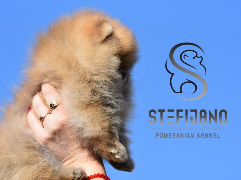 Pomeranian BOO – szczenięta typu miś